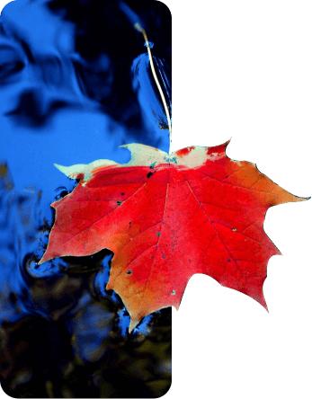 Yellow leaf floating on blue water