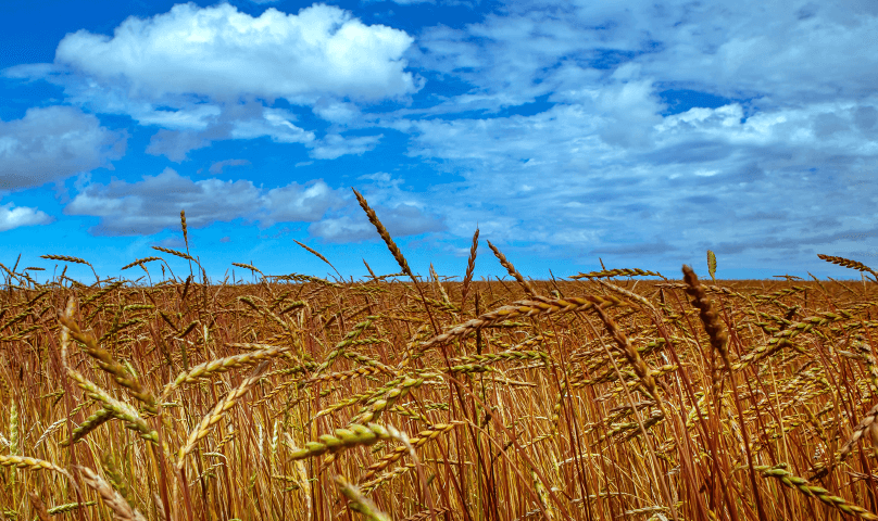 Wheat field