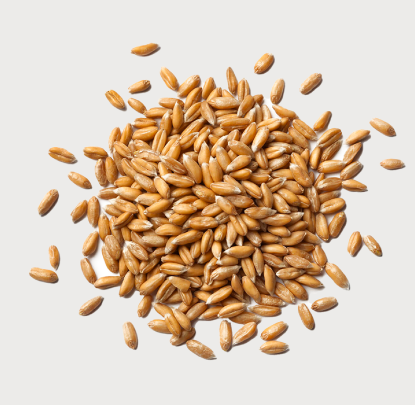 Wheat